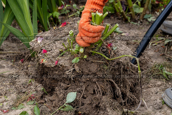 dahlia tubers just lifted for overwintering. Стоковое фото, фотограф Ольга Сейфутдинова / Фотобанк Лори