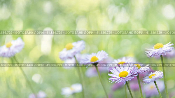 Daisies in a meadow. Spring, summer background. Wildflowers. Стоковое фото, фотограф Филатова Ирина / Фотобанк Лори