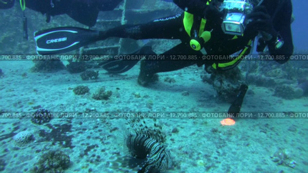 Дайвер фотографирует рыбу крылатка на затонувшем судне SS Thistlegorm (2014 год). Редакционное видео, видеограф KEN VOSAR / Фотобанк Лори