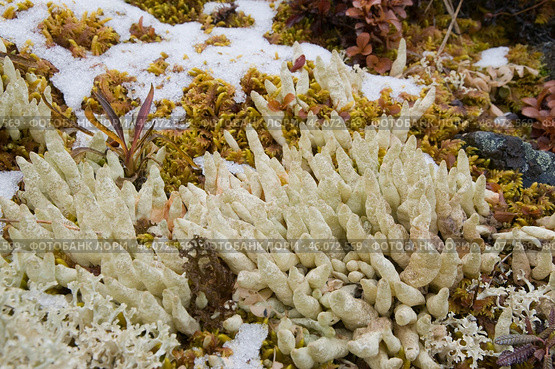 Дактилина Арктическая ( Datcilina arctica ) - пальчиковый лишайник в горах Якутии ( Оймяконский район ) Стоковое фото, фотограф Павел Просянов / Фотобанк Лори