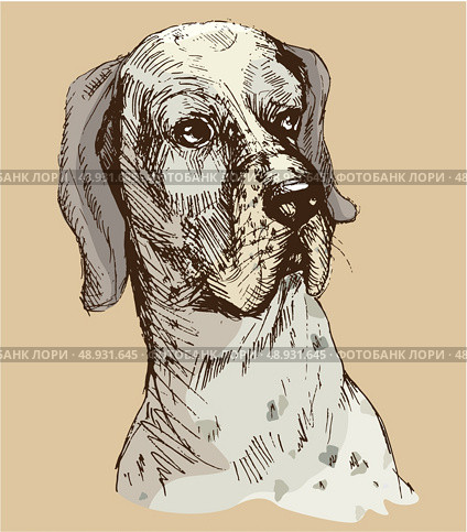 Dalmatian head - hand drawn illustration -sketch in vintage style. Стоковая иллюстрация, агентство Ingram Publishing / Фотобанк Лори