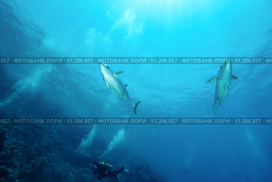 Dancing Tunas and Diver Explore Vibrant Marine Life in the Red Sea. Стоковое фото, фотограф Aleksandr Golubev / Фотобанк Лори