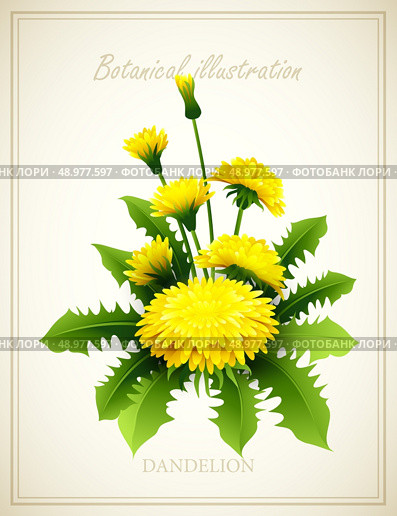 Dandelion Flower vintage vector illustration EPS 10. Flower vector illustration. Стоковая иллюстрация, агентство Ingram Publishing / Фотобанк Лори