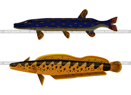 Dark blue with brown inclusion predator pike fish and yellow spotted catfish. Underwater inhabitant vector cartoon illustration on white background.. Predator Fish and Catfish Vector Illustration. Стоковая иллюстрация, агентство Ingram Publishing / Фотобанк Лори