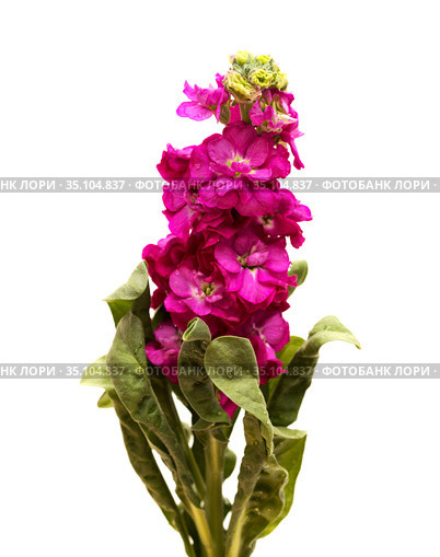 Dark Purple inflorescence of Brompton stock isolated on white background. Стоковое фото, фотограф Tamara Kulikova / Фотобанк Лори