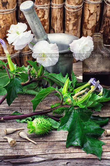 Datura Stramonium. Stems of herbaceous medicinal plants genus Datura Nightshade family with poppy seeds on the background mortar with pestle.Selective focus. Стоковое фото, агентство Ingram Publishing / Фотобанк Лори