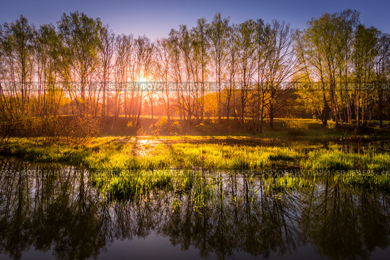 Dawn or sunset on a pond with young green reeds, birches on the neighboring shore. Стоковое фото, фотограф Емельянов Евгений Викторович / Фотобанк Лори