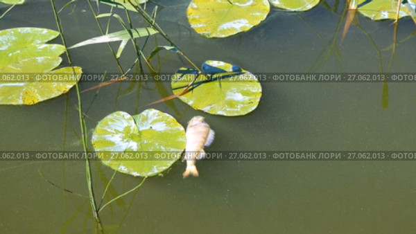 Dead fish floating in the river in summer day. Water pollution. Стоковое видео, видеограф FotograFF / Фотобанк Лори