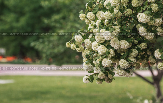 Decorative viburnum Buldenezh or Snow globe (Latin Viburnum opulus var sterile). Стоковое фото, фотограф Photojuli / Фотобанк Лори