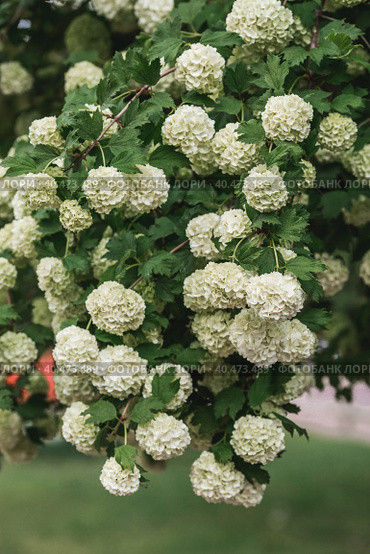 Decorative viburnum Buldenezh or Snow globe (Latin Viburnum opulus var sterile). Стоковое фото, фотограф Photojuli / Фотобанк Лори