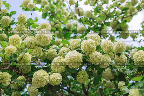 Decorative viburnum Buldenezh or Snow globe (Latin Viburnum opulus var sterile). Стоковое фото, фотограф Photojuli / Фотобанк Лори