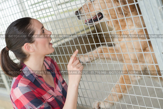 dedicated girl training dog in kennel. Стоковое фото, агентство Ingram Publishing / Фотобанк Лори