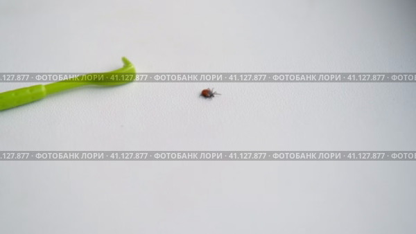 Deer tick climbing isolated on white background. Ixodes ricinus. Dangerous parasitic mite. Acari. Tick-borne diseases carriers. Encephalitis or Lyme borreliosis. Dermacentor marginatus reticulatus. Стоковое видео, видеограф Марина Демидюк / Фотобанк Лори