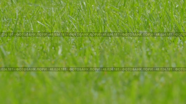 Defocused nature video background. Blurred green leaves and grass lawn in sunlight. Close up. Abstract natural backdrop, beauty bokeh. Blur of summer meadow. Mock Up for Bio Care, Eco Product Montage. Стоковое видео, видеограф Марина Демидюк / Фотобанк Лори