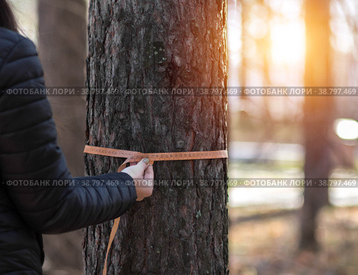 Deforestation and forest valuation. Measuring the circumference of a pine tree with a ruler tape. Стоковое фото, фотограф Плотников Дмитрий / Фотобанк Лори