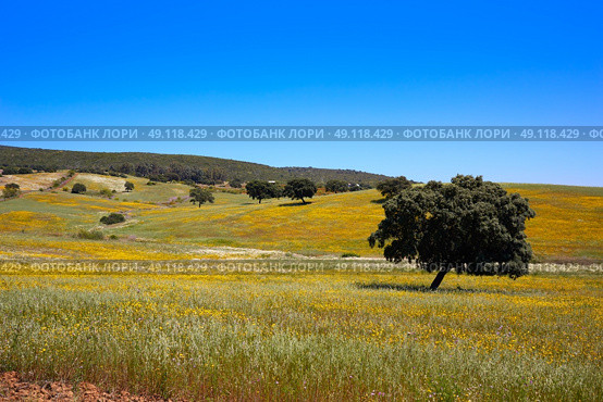 Dehesa grassland by via de la Plata way of Spain in Andalusia. Стоковое фото, агентство Ingram Publishing / Фотобанк Лори