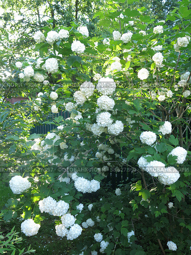 Декоративная калина бульденеж (Viburnum Boule-de-neige / Калина розовая, Снежный шар) цветет в саду. Стоковое фото, фотограф Ольга Перфилова / Фотобанк Лори