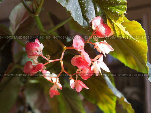 Декоративное комнатное растение бегония коралловая (Begonia Corallina) Стоковое фото, фотограф Елена Орлова / Фотобанк Лори