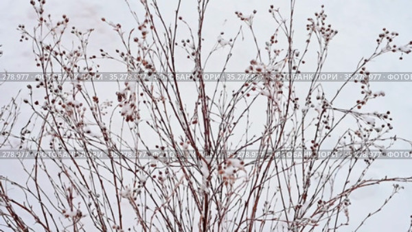 Декоративный кустарник лапчатка морозной, снежной зимой. Decorative shrub lapchatka (Dasiphora fruticosa) in snowy winter. Стоковое видео, видеограф Владимир Литвинов / Фотобанк Лори