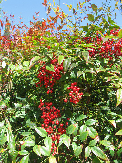 Декоративный кустарник нандина домашняя (лат. Nandina domestica) с красными ягодами. Стоковое фото, фотограф Галина Хорошман / Фотобанк Лори