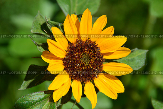 Декоративный подсолнух или Гелиантус (лат. Helianthus) Стоковое фото, фотограф lana1501 / Фотобанк Лори