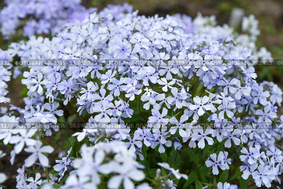 Delicate blooms of Phlox divaricata from the Polemoniaceae family. A mat forming perennial with soft hued flowers, used in naturalistic gardens. Стоковое фото, фотограф Татьяна Терехина / Фотобанк Лори