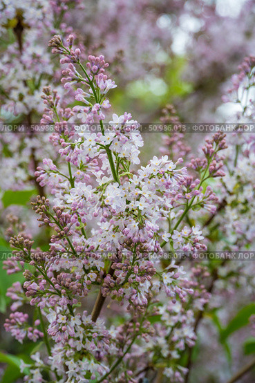 Delicate clusters of light pink and white lilac blossoms bloom against a soft green and lavender background. Seasonal change, nature appreciation, gardening, and aromatherapy. Стоковое фото, фотограф Софья Соломонова / Фотобанк Лори