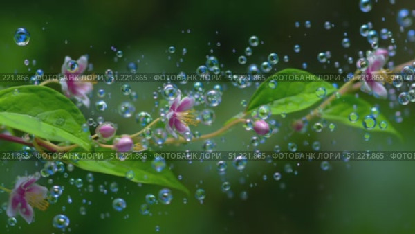 Delicate flower branch holding translucent soap bubbles floating near green leaves, generating whimsical scene with soft focus verdant backdrop. Стоковое AI-видео, аниматор Юрий Поздников / Фотобанк Лори