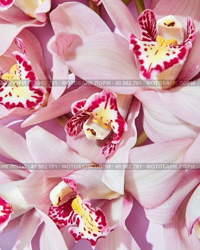 Delicate pink orchid flowers with a pattern on petals. Flowering layout for your ideas. Flat lay. Close-up of pink fresh orchid flowers. Natural floral background. Flat lay. Стоковое фото, агентство Ingram Publishing / Фотобанк Лори