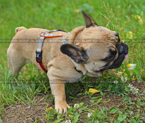 Delicious chamomile. French bulldog puppy eating flowers. Стоковое фото, фотограф Валерия Попова / Фотобанк Лори