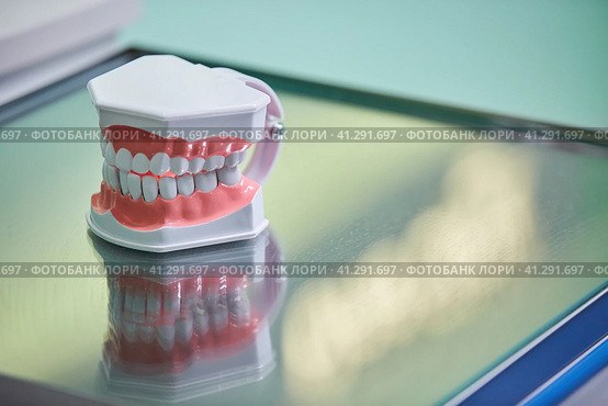 Dental layout of the jaw and teeth in the clinic, training material. Стоковое фото, фотограф Наталия Кирсанова / Фотобанк Лори