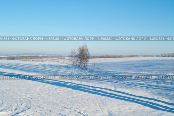 Дерево посреди заснеженного поля. Стоковое фото, фотограф Виктория Дементьева / Фотобанк Лори