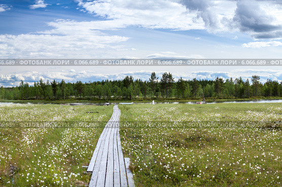 Деревянные тротуары к берегу реки , Карелия. Стоковое фото, фотограф Кекяляйнен Андрей / Фотобанк Лори