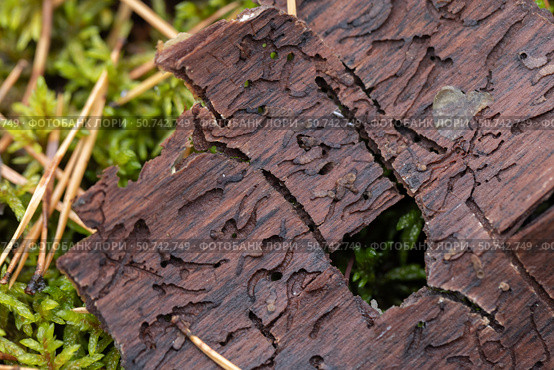 Detailed macro shot of weathered tree bark overgrowing moss. Стоковое фото, фотограф EugeneSergeev / Фотобанк Лори