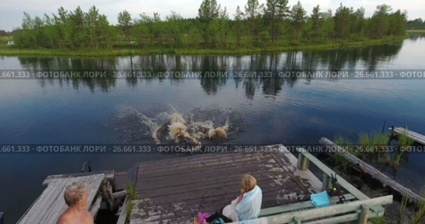 Дети с разбега прыгают в воду лесной речки с деревянного пирса. Стоковое видео, видеограф Кекяляйнен Андрей / Фотобанк Лори