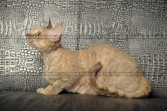 Devon Rex  Cat on grey background. Стоковое фото, фотограф Анна Кривицкая / Фотобанк Лори