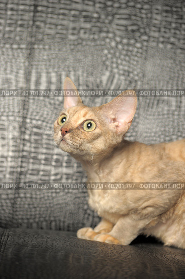 Devon Rex  Cat on grey background. Стоковое фото, фотограф Анна Кривицкая / Фотобанк Лори