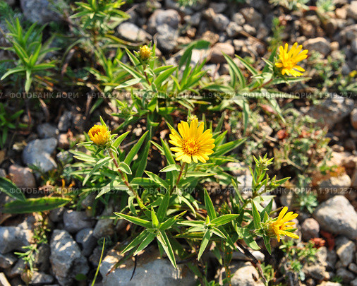 Девясил Inula сем. Астровые. Гора Караби, Крым (2010 год). Стоковое фото, фотограф Наталья Крупская / Фотобанк Лори