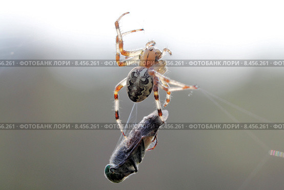 Диадемный крестовик (Araneus diadematus) транспортирует кокон с пойманным слепнем. Стоковое фото, фотограф Александр Тарасенков / Фотобанк Лори
