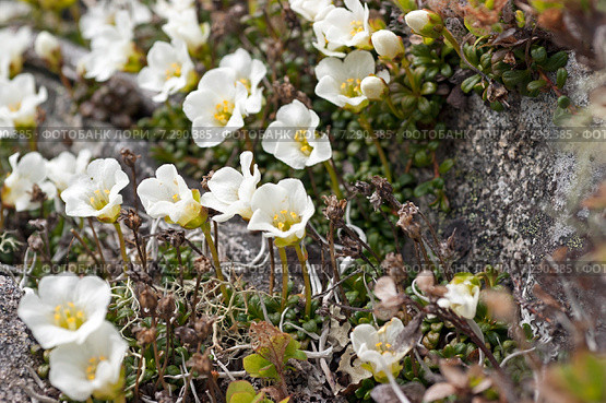 Diapensia obovata (диапенсия обратнояйцевидная), цветение в начале июня. Стоковое фото, фотограф Yuriy  Barbaruk / Фотобанк Лори
