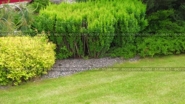 Different types of shrubbery, shrubs, stone path surrounded by evergreen trees. Professional Landscaping with lots of flowers, plants, rocks on the ground. Garden Daily Idea. English style. Real Video. Стоковое видео, видеограф Марина Демидюк / Фотобанк Лори
