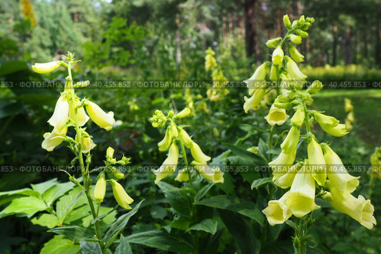 Digitalis lutea, the straw foxglove or small yellow foxglove, is a species of flowering plant in the plantain family Plantaginaceae. Multiple yellow bell-shaped flowers. A plant for a shady flower bed. Стоковое фото, фотограф Юлия Петровская / Фотобанк Лори