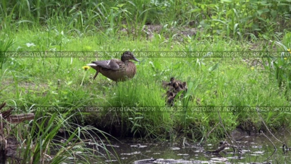 Дикая утка присматривает за утятами на берегу лесного болота. Май. A wild duck looks after ducklings on the shore of a forest swamp. May. Стоковое видео, видеограф Горшков Александр / Фотобанк Лори