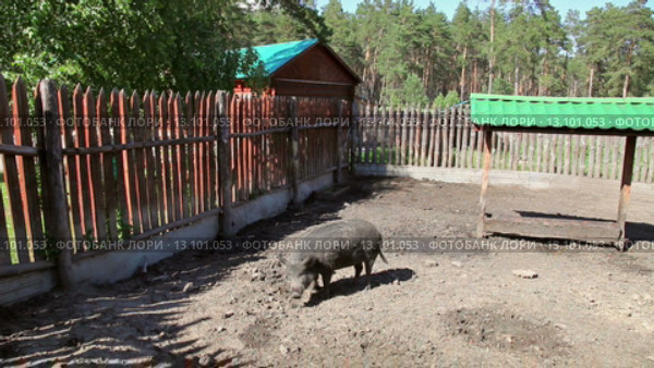 Дикий кабан в вольере зоопарка. Стоковое видео, видеограф FotograFF / Фотобанк Лори