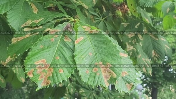Disease of chestnut leaves in the form of moths caused spots, Cameraria ohridella. Стоковое видео, видеограф Сергей Чайко / Фотобанк Лори