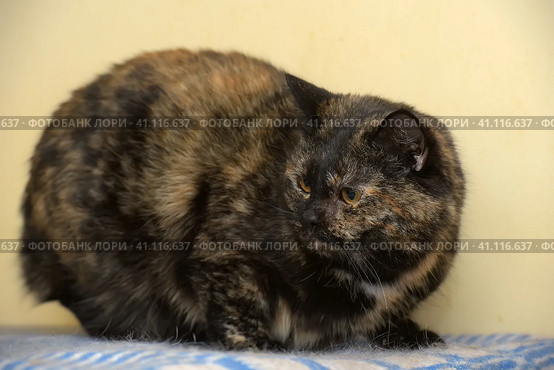 Displeased red cat with black. Стоковое фото, фотограф Анна Кривицкая / Фотобанк Лори
