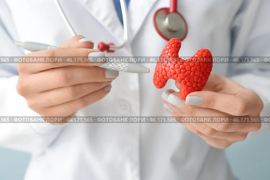 Doctor with model of thyroid gland and pen, closeup. Стоковое фото, фотограф Pixel_shot / Фотобанк Лори