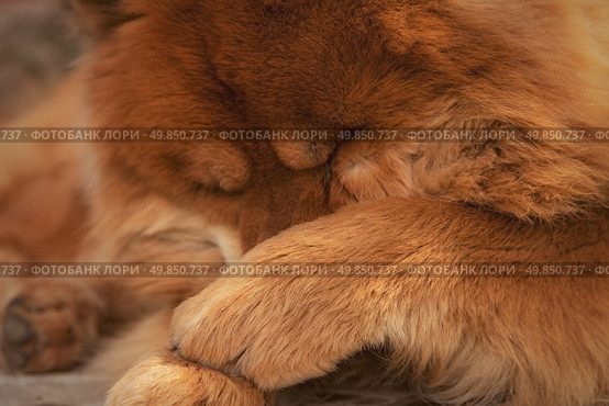 Dog Chow paws closes face. Стоковое фото, агентство Ingram Publishing / Фотобанк Лори