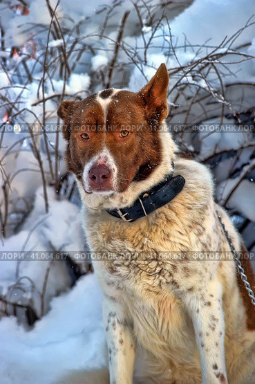 Dog old snow winter cold weather senility sad abandoned. Стоковое фото, фотограф Анна Кривицкая / Фотобанк Лори