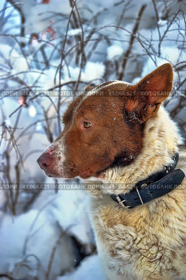 Dog old snow winter cold weather senility sad abandoned. Стоковое фото, фотограф Анна Кривицкая / Фотобанк Лори